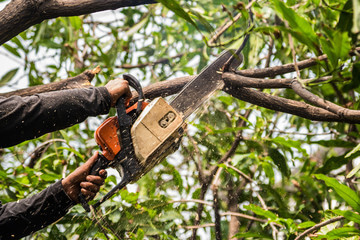 Tree Removal