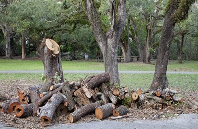 Tree Removal